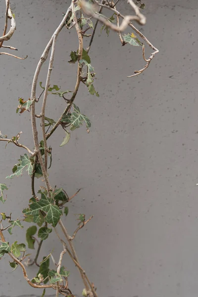 Rami Rampicanti Con Foglie Verdi Muro Cemento — Foto Stock