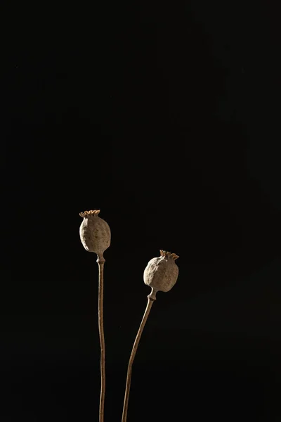 Poppy stems in aesthetic sunlight shadows over black wall