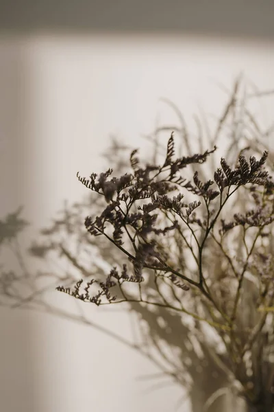 Ästhetisches Getrocknetes Grasbouquet Schatten Des Sonnenlichts Einer Neutralen Beigen Wand — Stockfoto