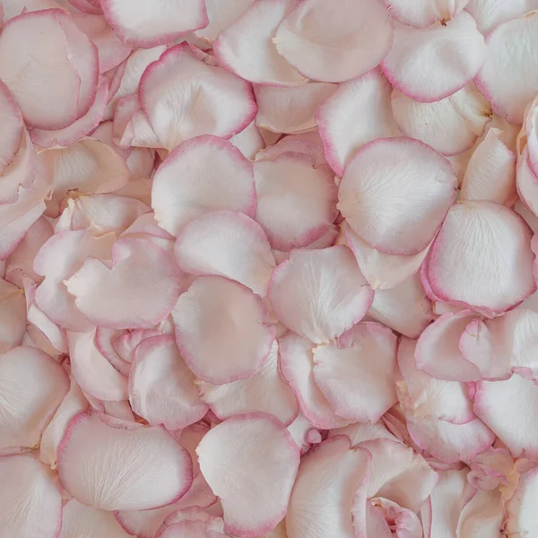 Floral Composition Pink Rose Flower Petals Pattern Flatlay Top View — Stock Photo, Image