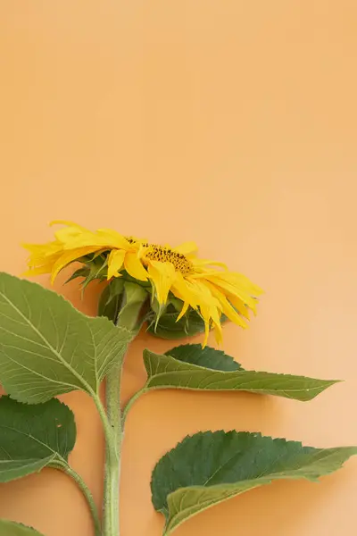 Sunflower on peach background. Flat lay, top view