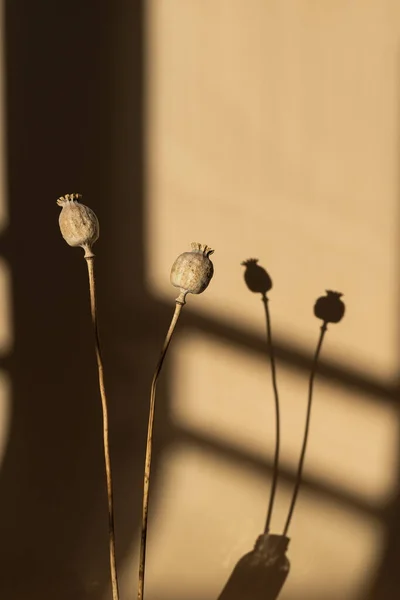 Poppy Stems Neutral Pastel Beige Wall Aesthetic Sunlight Shadows Minimal — Stock Photo, Image
