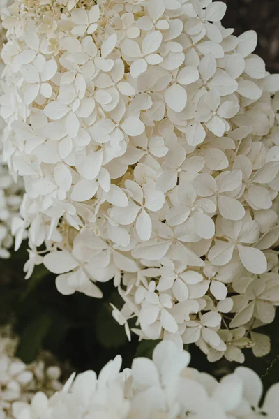 Elegante Estética Branco Hortênsia Flores Arbusto — Fotografia de Stock