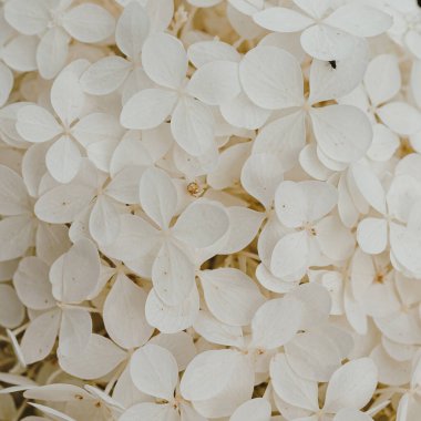 Beyaz ortanca çiçeğinin çalılığına yakın çekim