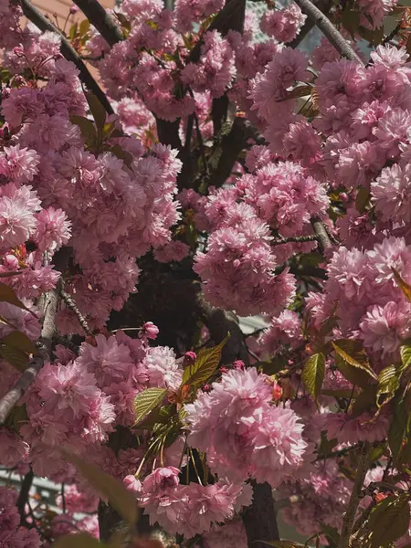 Lindos Botões Flores Rosa Cabeças Folhas Verdes Galhos Árvores Flores — Fotografia de Stock