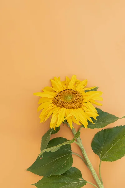 Όμορφο Ηλιοτρόπιο Ροδακινί Φόντο Ελάχιστη Σύνθεση Λουλουδιών — Φωτογραφία Αρχείου