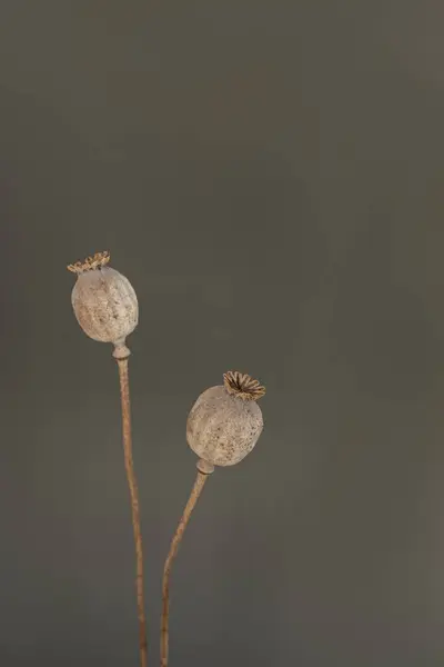 Aesthetic Elegant Poppy Stems Grey Background — Stock Photo, Image