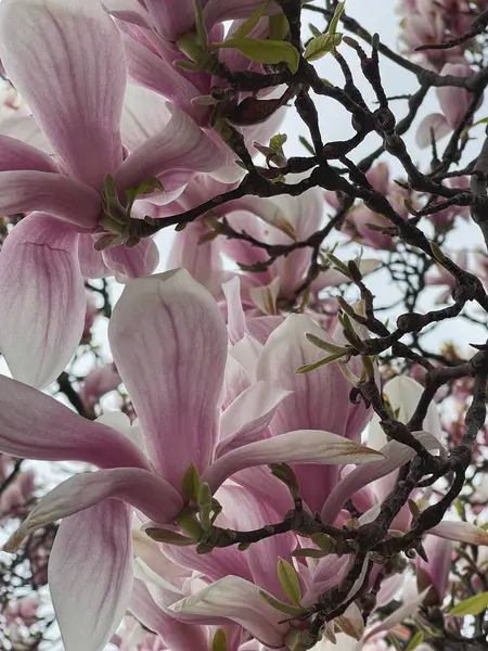 Piękny Różowy Pąki Kwiatów Głowy Zielone Liście Gałęziach Drzew Kwiaty — Zdjęcie stockowe