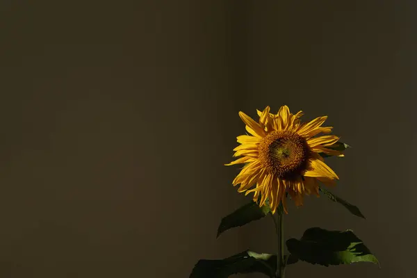 Sunflower bud in aesthetic sunlight shadows on dark background. Minimal floral composition