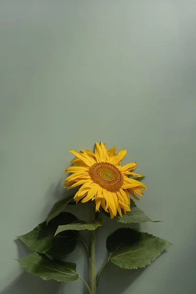 Sunflower on light green background. Aesthetic floral background. Flat lay, top view