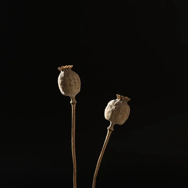 Poppy stems in aesthetic sunlight shadows over black wall