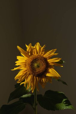 Karanlık arka planda, estetik güneş ışığı gölgesinde ayçiçeği tomurcuğu. Minimum çiçek bileşimi