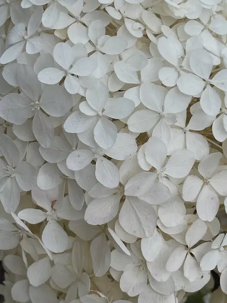 Elegant aesthetic white hydrangea flower head. Neutral color flower background