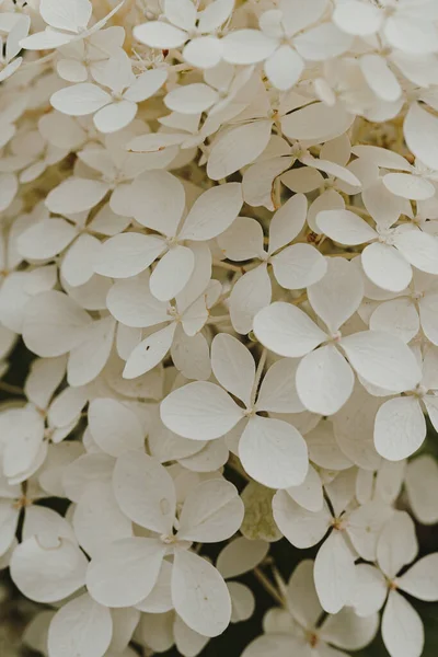 Nærbillede Hvid Hortensia Blomst Busk - Stock-foto
