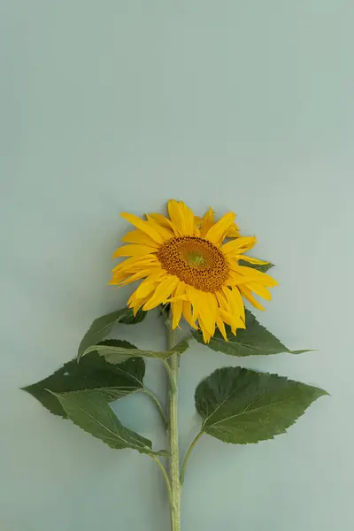 Sunflower on blue green background. Flat lay, top view