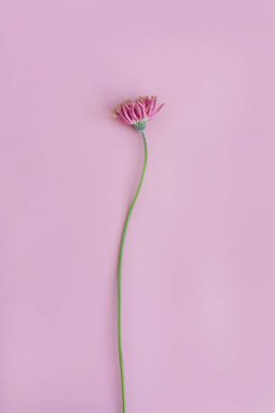 Pembe arka planda pembe gerber çiçeği. Minimal stil natürmort çiçek kompozisyonu