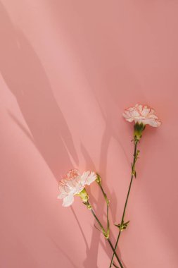 Pembe arka planda pembe karanfil çiçekleri ve güneş ışığı gölgeleri. Estetik minimum çiçek bileşimi
