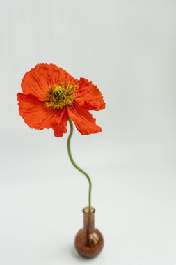 Beyaz arka planda vazoda kırmızı haşhaş çiçeği. Minimal stil natürmort çiçek kompozisyonu