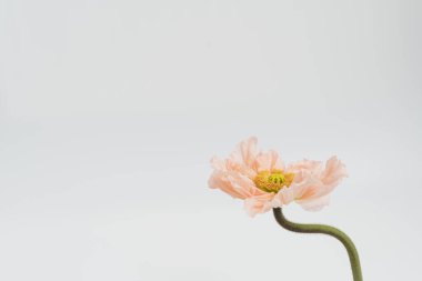 Beyaz arka planda şeftali rengi haşhaş çiçeği. Minimal stil natürmort çiçek kompozisyonu