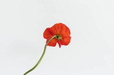 Beyaz arka planda kırmızı haşhaş çiçeği. Estetik çiçekli sadelik kompozisyonu. Manzara çiçeğini kapat