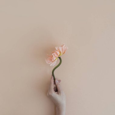 Tarafsız bej arka planda kızın eli zarif pembe haşhaş çiçeğini tutuyor. Estetik çiçekli sadelik kompozisyonu