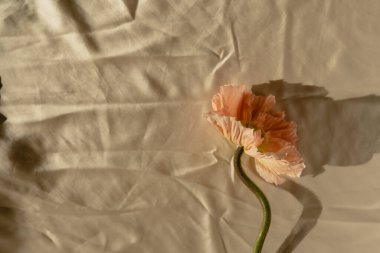 Estetik güneş ışığı gölgeli, buruşuk altın kumaş kumaş kumaşlı şeftali haşhaş çiçeği. Minimal stil natürmort çiçek kompozisyonu