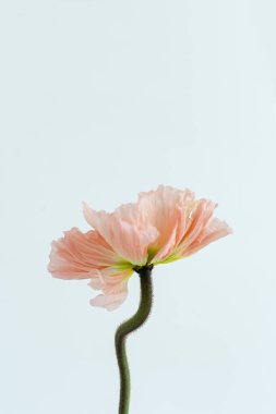 Beyaz arka planda narin pembe haşhaş çiçeği sapı ve tomurcuğu. Estetik yakın görünüm çiçek kompozisyonu