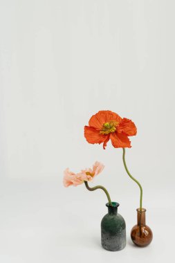 Beyaz arka planda cam vazolarda güzel kırmızı ve pembe haşhaş çiçekleri. Estetik minimum çiçek bileşimi