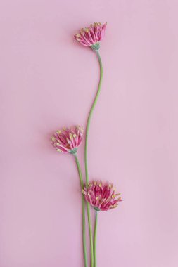Pembe arka planda pembe Gerber çiçekleri. Minimal stil natürmort çiçek kompozisyonu