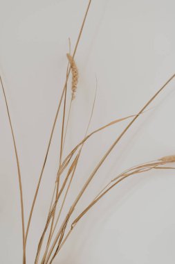 Beyaz duvarın üzerinde kurumuş çimenler. Tarafsız bej rengi ev dekorasyonu kavramı