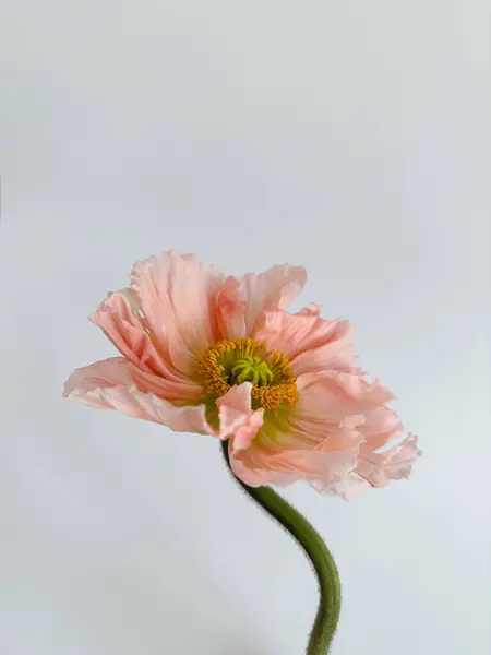 Peachy poppy flower on white background. Minimal stylish still life floral composition