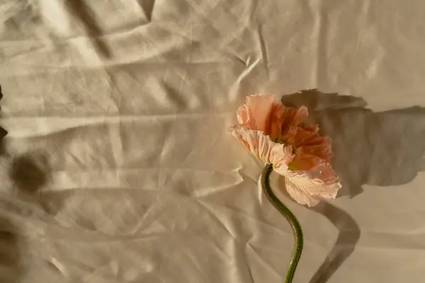 Peachy poppy flower with aesthetic sunlight shadows on crumpled golden fabric cloth. Minimal stylish still life floral composition
