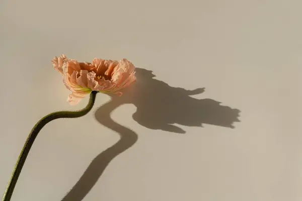 Delicado Tallo Flores Amapola Rosa Melocotón Brote Sobre Fondo Beige — Foto de Stock
