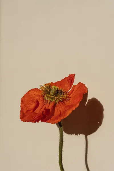 Czerwony Kwiat Maku Estetycznymi Cieniami Światła Słonecznego Pastelowym Beżowym Tle — Zdjęcie stockowe