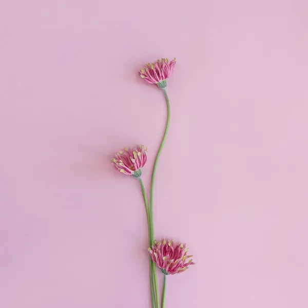 Delicate Pink Gerber Flowers Bouquet Pastel Pink Background Aesthetic Close — Stock Photo, Image