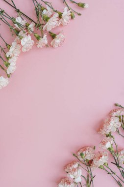 Minimum çiçek kompozisyonu yatıyordu. Pastel pembe arka planda pembe karanfil çiçekleri. Yaz, bahar konsepti. Boşluğu kopyala, üst görünüm