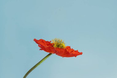 Mavi arka planda narin kırmızı gelincik sapı ve tomurcuk. Estetik yakın görünüm çiçek kompozisyonu