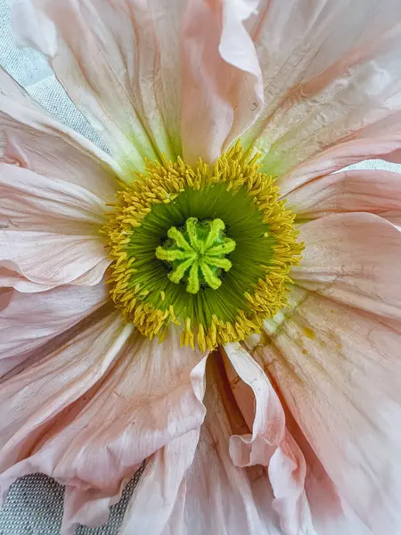 繊細な桃のピンクのポピーの花芽のクローズアップビュー 美的なクローズアップビュー花の構成 — ストック写真
