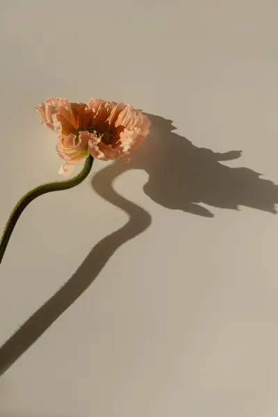 Hermosa Flor Amapola Rosa Melocotón Con Sombras Luz Solar Sobre — Foto de Stock