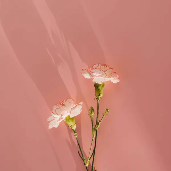 Pink carnation flowers on pink background with sunlight shadow silhouette