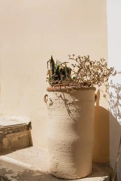 Alter Mittelalterlicher Tontopf Mit Blumen Über Steinmauer Mit Sonnenlicht Schatten — Stockfoto
