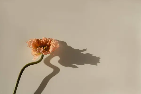 Pfirsichfarbene Mohnblume Mit Ästhetischen Schatten Des Sonnenlichts Auf Pastellbeigem Hintergrund — Stockfoto
