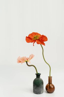 Beyaz arka planda vazolar içinde zarif kırmızı ve şeftali rengi haşhaş çiçekleri. Estetik çiçekli sadelik kompozisyonu. Manzara çiçeğini kapat