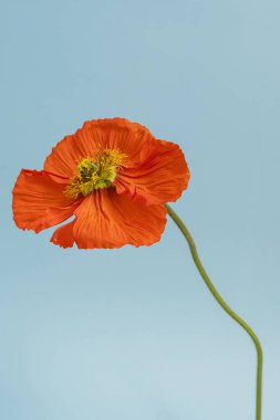 Mavi arka planda zarif mavi gelincik çiçeği. Estetik çiçekli sadelik kompozisyonu. Manzara çiçeğini kapat