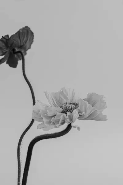 Black White Monochrome Poppy Flowers Neutral Background Minimal Stylish Still — Stock Photo, Image
