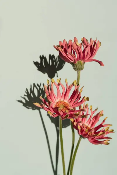 Krásné Růžové Gerber Květy Slunečními Stíny Neutrálním Pastelovém Akvamarínovém Pozadí — Stock fotografie