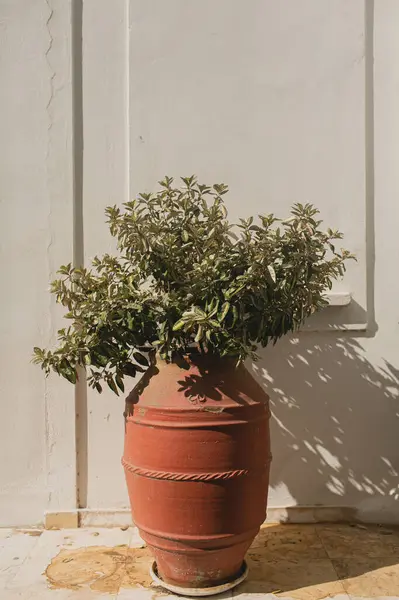 Old medieval clay pot with green tree over stone wall with sunlight shadows. Traditional European, Greek architecture. Summer travel