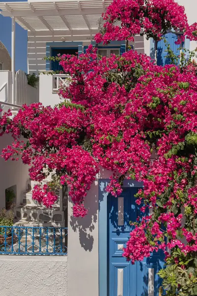 Древняя Красочная Текстурированная Дверь Куст Красных Цветов Греции Санторини Винтажные Стоковое Фото