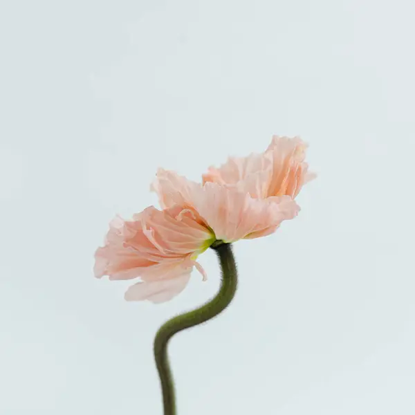 Элегантный Персиковый Розовый Цветок Мака Белом Фоне Эстетическая Цветочная Простота Лицензионные Стоковые Фото