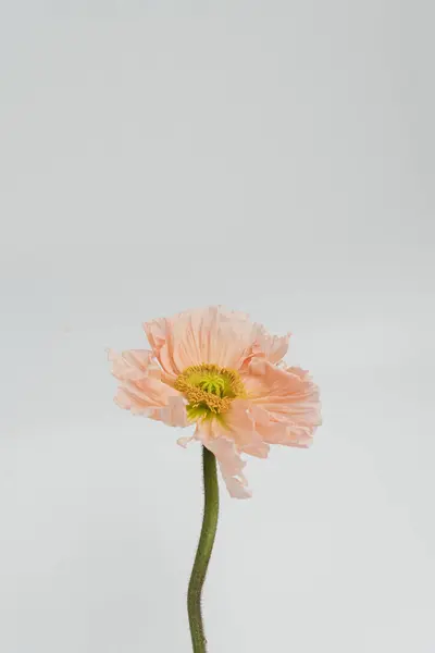 Элегантный Персиковый Розовый Цветок Мака Белом Фоне Эстетическая Цветочная Простота Стоковое Изображение